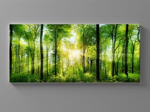 Liox Obraz prosluněný zelený les Rozměr: 60 x 25 cm