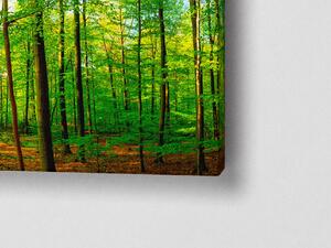 Liox Obraz les Rozměr: 100 x 40 cm