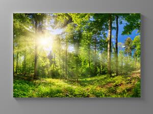 Liox Obraz prosluněný les Rozměr: 60 x 40 cm