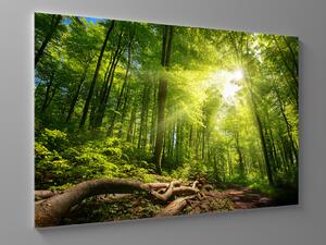 Liox Obraz kouzlo lesa Rozměr: 150 x 100 cm