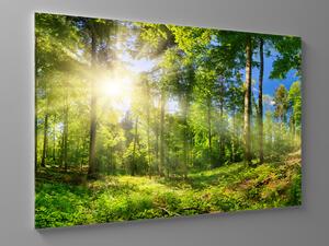 Liox Obraz prosluněný les Rozměr: 60 x 40 cm