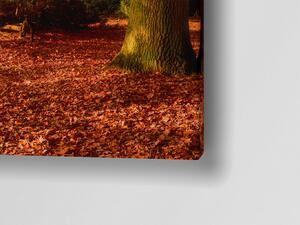 Liox Obraz podzimní krajina Rozměr: 60 x 25 cm
