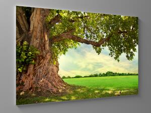 Liox Obraz majestátní strom Rozměr: 60 x 40 cm