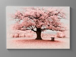 Liox Obraz růžový strom Rozměr: 60 x 40 cm
