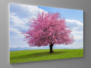 Liox Obraz růžový kvetoucí strom Rozměr: 60 x 40 cm
