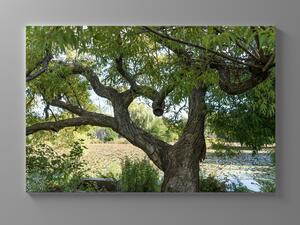 Liox Obraz větve stromu ve tvaru srdce Rozměr: 60 x 40 cm