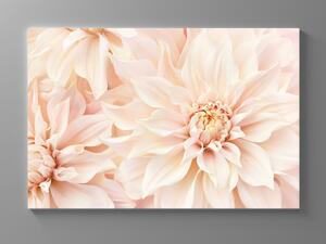 Liox Obraz růžové květy Rozměr: 60 x 40 cm