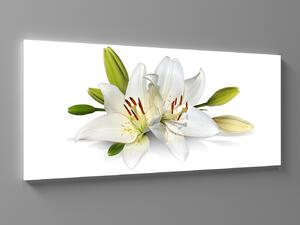 Liox Obraz na plátně bílé lilie Rozměr: 60 x 25 cm