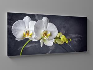 Liox Bílá orchidej na černém pozadí Rozměr: 60 x 25 cm