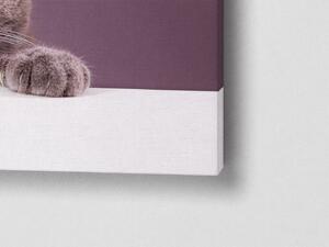 Liox Obraz šedá kočka Rozměr: 40 x 25 cm