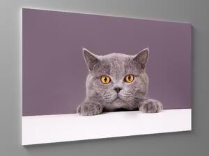 Liox Obraz šedá kočka Rozměr: 40 x 25 cm