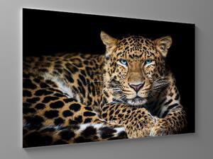 Liox Obraz leopard Rozměr: 40 x 25 cm