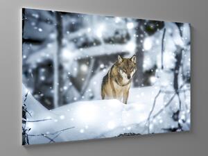 Liox Obraz vlk v zimě Rozměr: 40 x 25 cm