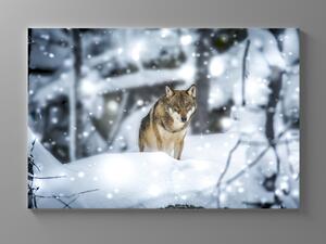 Liox Obraz vlk v zimě Rozměr: 40 x 25 cm