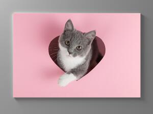 Liox Obraz kočka na růžovém pozadí Rozměr: 40 x 25 cm