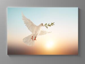 Liox Obraz bílá holubice Rozměr: 40 x 25 cm