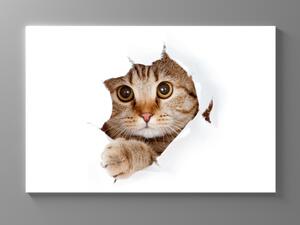 Liox Obraz kočka vykukující z papíru Rozměr: 40 x 25 cm