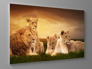 Liox Obraz lví rodina Rozměr: 40 x 25 cm