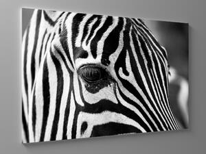 Liox Černobílý obraz detail zebra Rozměr: 40 x 25 cm