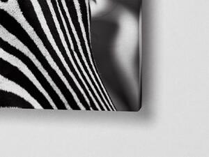 Liox Černobílý obraz detail zebra Rozměr: 40 x 25 cm