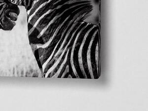 Liox Černobílý obraz zamilované zebry Rozměr: 40 x 25 cm