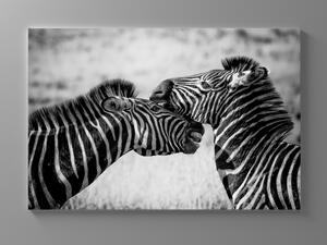 Liox Černobílý obraz zamilované zebry Rozměr: 40 x 25 cm
