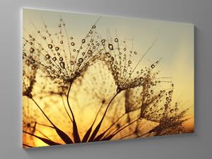 Liox Kapky rosy v ranním slunci Rozměr: 60 x 40 cm