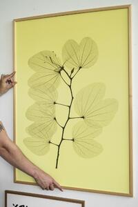 Autorský plakát Orkidebauhinia 70 × 100 cm