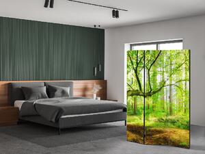 Liox Paraván les v paprscích slunce Rozměr: 135 x 180 cm