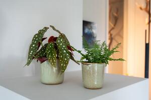 Ter Steege Obal Hedy thyme D11 H12