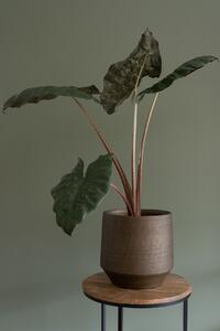 Ter Steege Obal Norell chestnut D15 H13
