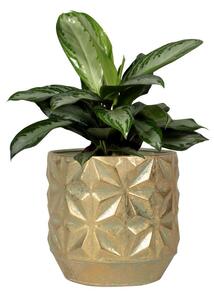 Ter Steege Sada 4 obalů Linske shiny gold D21 H19