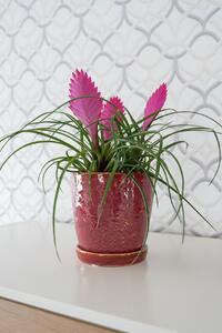 Ter Steege Obal+miska Vivi cherry D11 H12