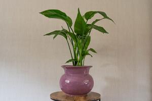 Ter Steege Obal Vivi mauve D21 H17