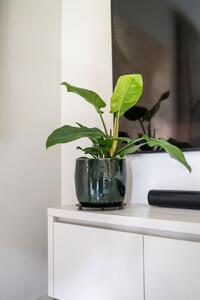 Ter Steege Obal Babet pine D14 H12