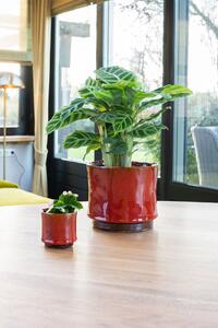 Ter Steege Obal Nolan red D19 H15