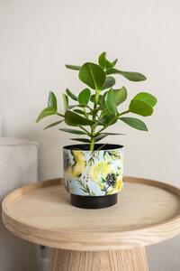Ter Steege Sada 5 obalů Camelia aquarel D22 H20
