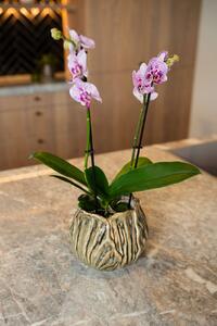 Ter Steege Obal Flora taupe D31 H24