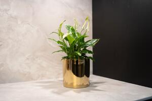 Ter Steege Obal Jille gold D11 H11