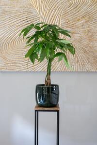 Ter Steege Obal Babet pine D21 H18