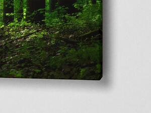 Liox XXL Obraz zelený les v ÚSVITU Rozměr: 200 x 100 cm