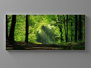 Liox XXL Obraz zelený les v ÚSVITU Rozměr: 200 x 100 cm
