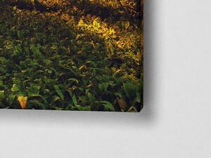 Liox XXL Obraz ranní Úsvit v lese Rozměr: 200 x 100 cm