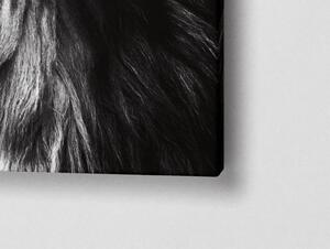 Liox XXL Obraz černobílý lev a měsíc Rozměr: 200 x 100 cm