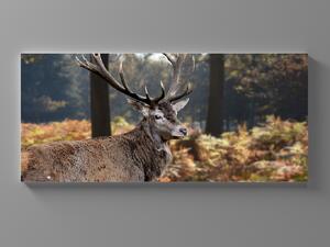 Liox XXL Obraz pohled jelena Rozměr: 200 x 100 cm