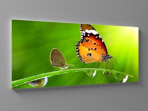 Liox XXL Obraz motýl a kapky vody Rozměr: 200 x 100 cm