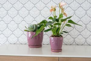 Ter Steege Obal+miska Vivi mauve D11 H12