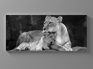 Liox XXL Obraz černobílá lev a lvice Rozměr: 200 x 100 cm