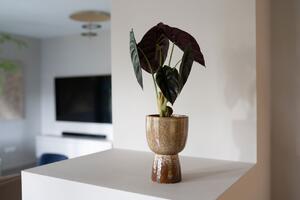 Ter Steege Obal Amelie old terra D11 H15