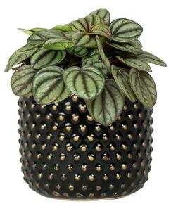Ter Steege Obal Bolino shiny black D15 H13